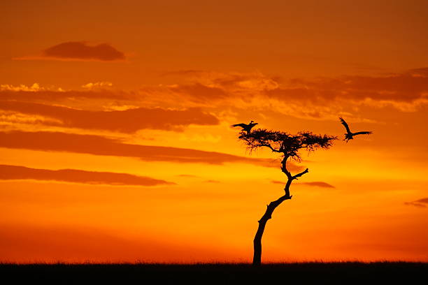Silhouette of Vulture Landing on tree at Sunset stock photo