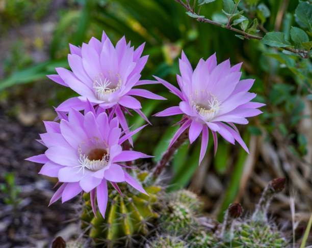 istock Beautiful flowers, prickly plant 1081794500
