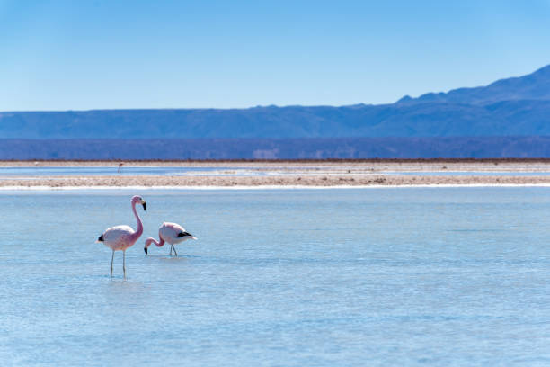 istock Wild Flamingos 1081794858
