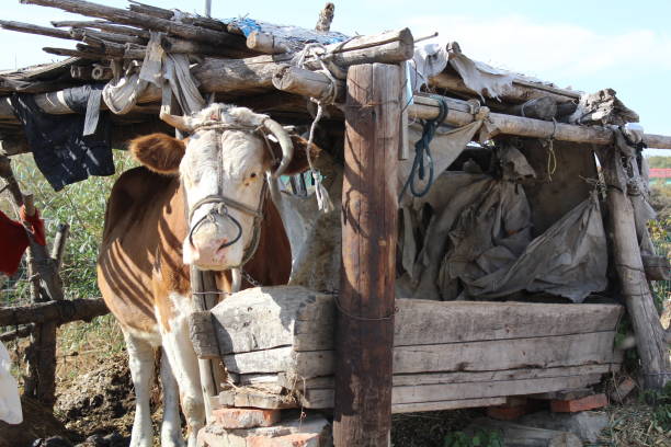 istock Latrine Bull Northeastern China 1081796338
