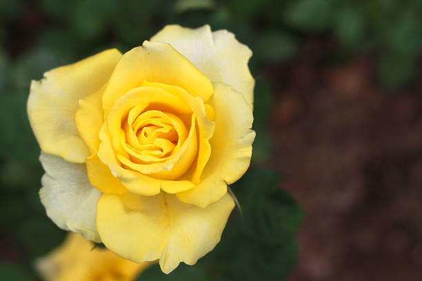 istock closeup of beautiful yellow rose 1081798136