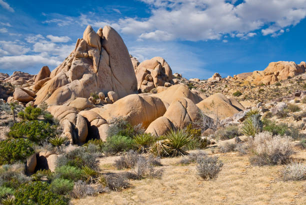 Gneiss Rock Formations One of the most striking features of the Mojave Desert in the American Southwest are the pillowy shaped rock formations and the strange looking plants that surround them. Heat and pressure over thousands of years transformed sedimentary rock into an entirely new kind of rock called gneiss. These gneiss formations were photographed at the Jumbo Rocks area in Joshua Tree National Park, California. jeff goulden joshua tree national park stock pictures, royalty-free photos & images