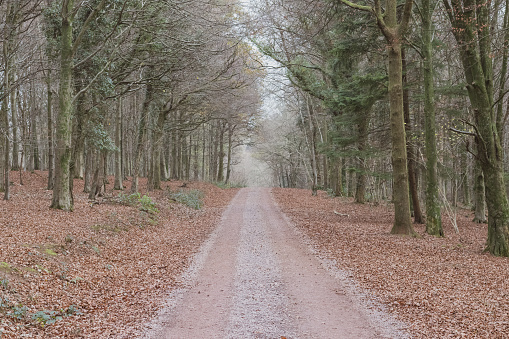 Dirt road running through a dense forest