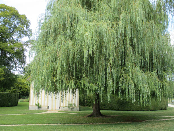 istock Weeping willow in a park  Summer season 1081805610