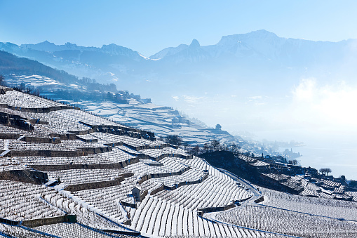 Lavaux Vineyards at Winter Sunrise, Switzerland