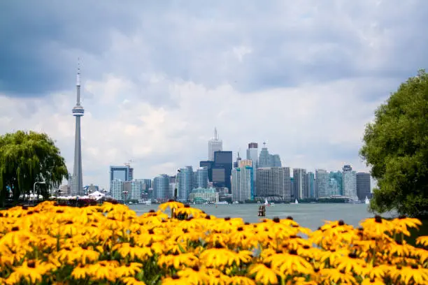 Looking at Toronto with many sunflowers in the foreground