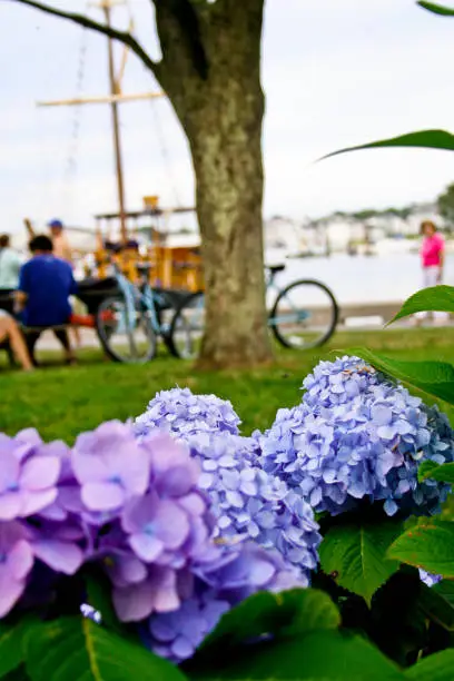 Summer day in the Marina in Cape Cod with blooming hydrangeas, USA