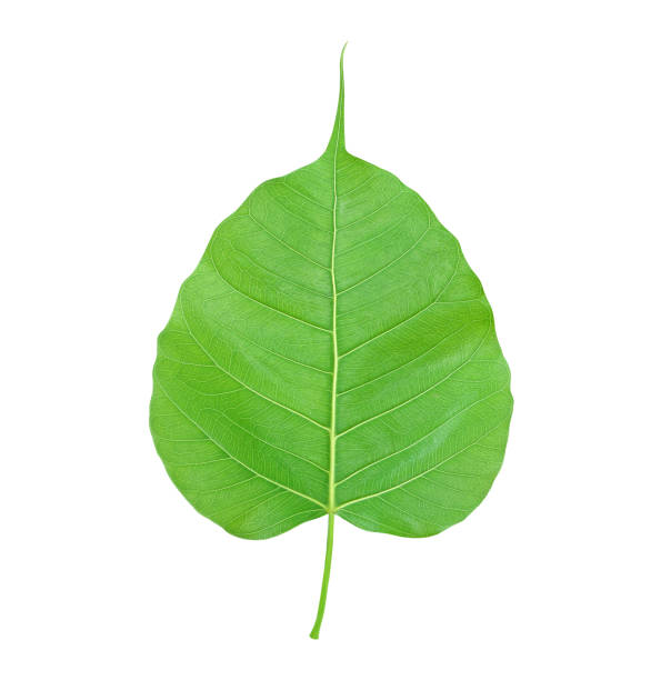 istock Green bodhi leaf vein on white background 1081814366