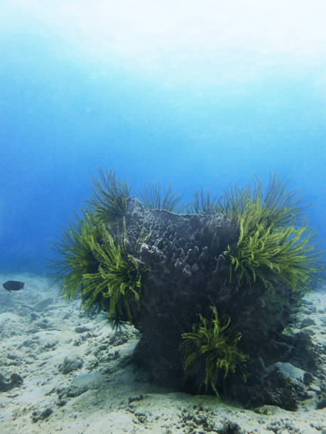 istock Healthy coral reefs in Sabah, Borneo. 1081822992