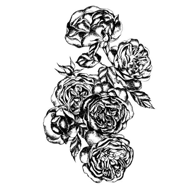 Beautiful graphic bouquet with flowers rose Beautiful graphic bouquet with flowers rose Illustration thorn wreath stock illustrations