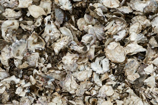 istock close up of oyster shells 1081828274