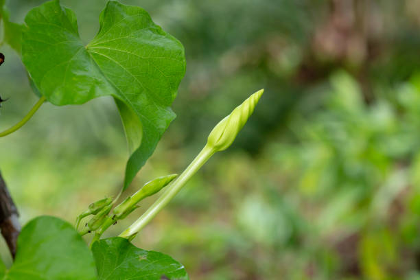 Close-up green moonflower vine (ipomea alba) on tree in tropical garden