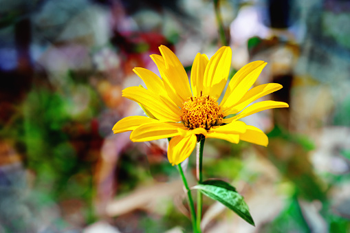 Flor de la hierba de Arnica photo