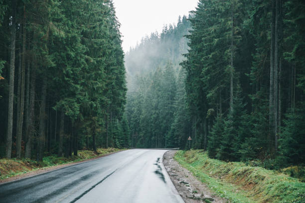 istock empty wet road after winter rain in mountains forest 1081840278
