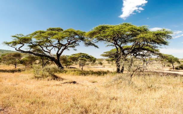 タンザニアのサバンナ - unesco world heritage site cloud day sunlight ストックフォトと画像