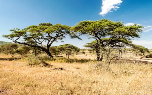 African Savannah of Tanzania on a sunny day