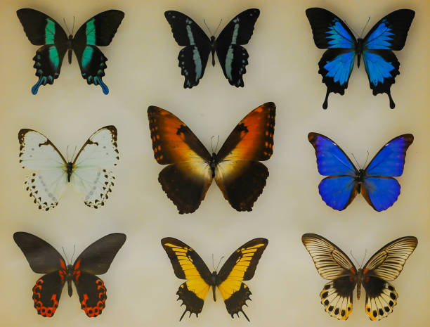 istock butterfly collecting and rich variety 1081844304