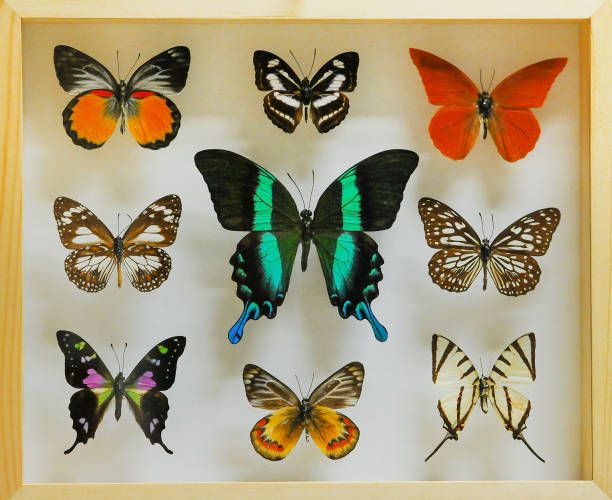 istock butterfly collecting and rich variety 1081844814