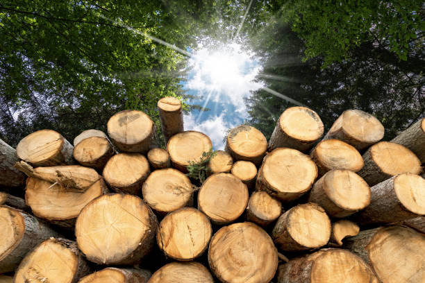 Group of tree trunks cut and stacked in the forest with sun rays