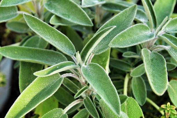 istock Beautiful Salvia Officinalis leaves texture 1081851642