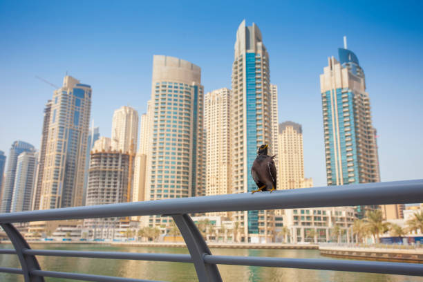 istock cute bird standing on a fence in Dubai 1081852540