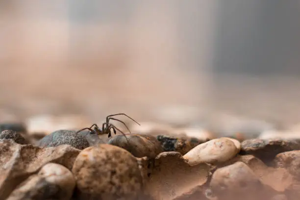 Detail almost macro shot of a small brown spider walking over a wall made of stones and pebbles with blurred background, side view