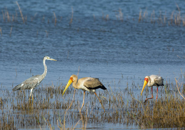 Lake Kariba with yellow-billed storks and an african grey heron wading in the reeds. African Grey Heron and Two Yellow Billed Storks wading in shallow water on Lake Kariba, Zimbabwe lake kariba stock pictures, royalty-free photos & images