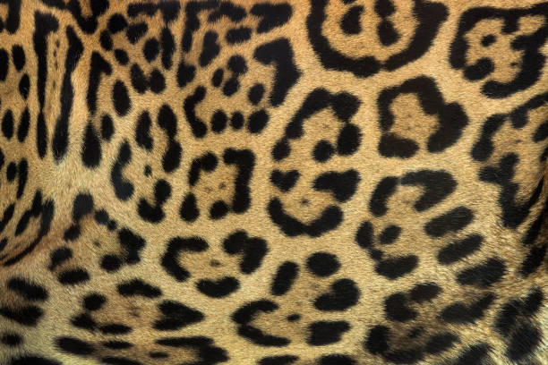 Colorful patterned jaguar skin. stock photo