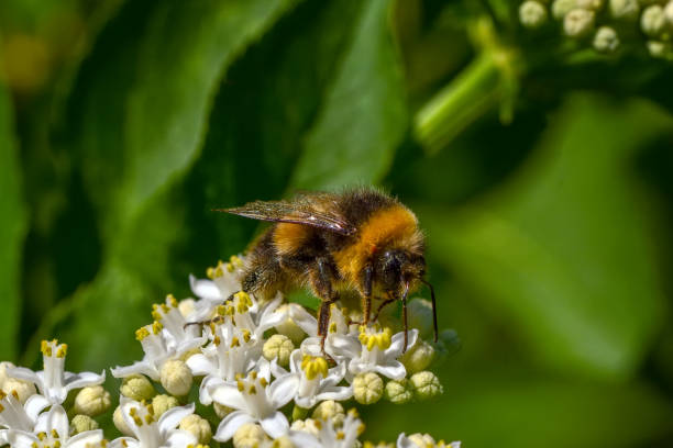 istock Beautiful bee  sitting on flower in a summer garden 1081856838
