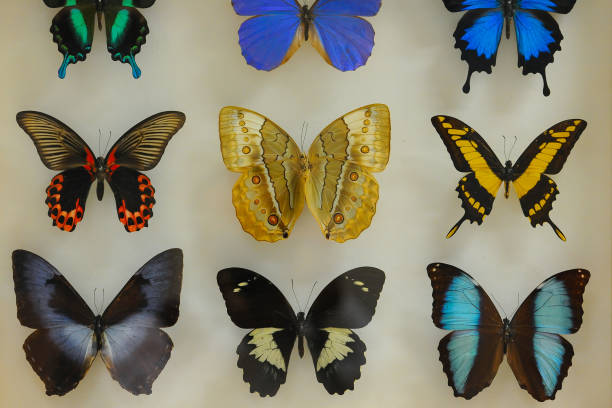 istock butterfly collecting and rich variety 1081860782