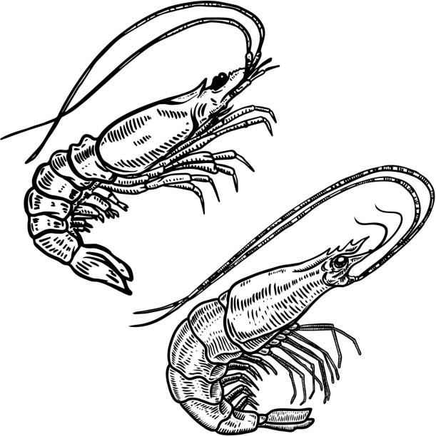 иллюстрация креветок в гравировочном стиле. элемент дизайна для этикетки, знака, плаката, футболки. - prepared shellfish prepared crustacean food and drink food stock illustrations