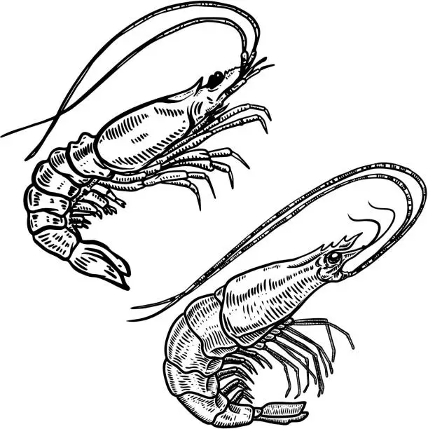 Vector illustration of Illustration of shrimp in engraving style. Design element for label, sign, poster, t shirt.