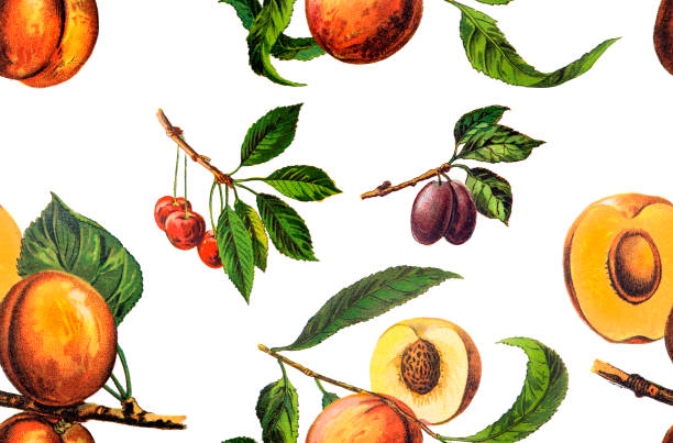 The peach ,apricot ,plum ,cherry seamless pattern Illustration of The peach ,apricot ,plum ,cherry seamless pattern flowering plum stock illustrations