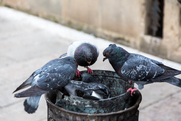 istock Pigeons Scavenging for Food in a Trash Bin 1081873916