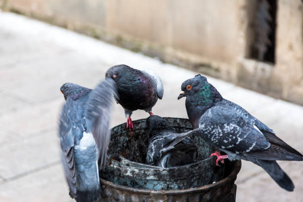 istock Pigeons Scavenging for Food in a Trash Bin 1081873922