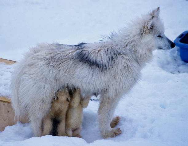 66 Greenland Wolf Stock Photos, Pictures & Royalty-Free Images - iStock