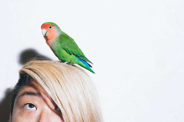 A lovebird sits on the head of a blonde Asian girl.