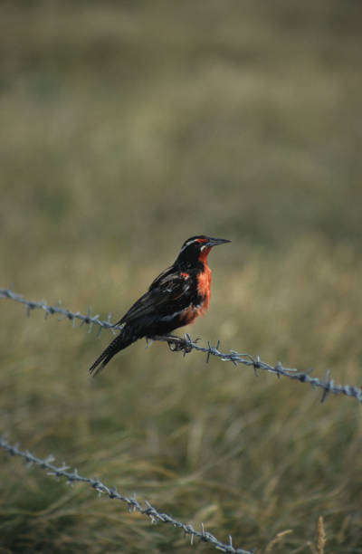 istock Sneeuwkap Roodborst Tapuit 1081877484