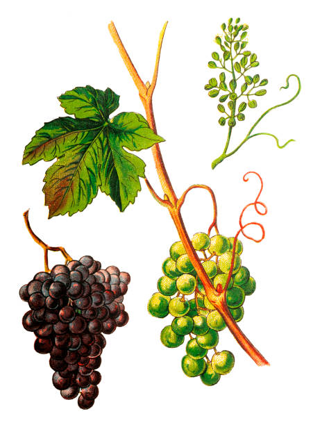 ilustrações de stock, clip art, desenhos animados e ícones de vitis vinifera (common grape vine) - berry vine