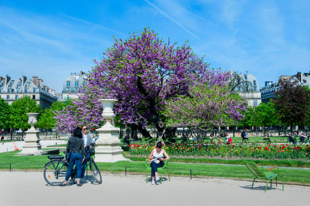 frauen entspannen im jardin des tuileries - bicycle ornamental garden flower formal garden stock-fotos und bilder