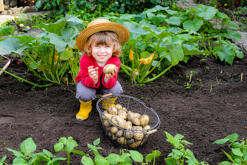 Child in vegetable garden