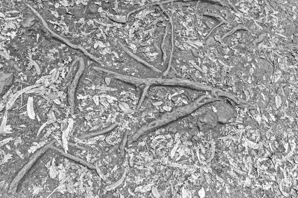 Close-up of tree roots in a ground covered by many dry leaves. Madeira, Portugal