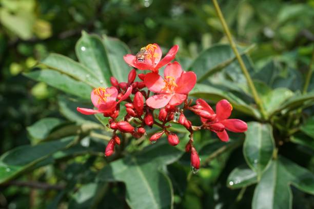 istock Jatropha integerrima flower in nature garden 1081884120