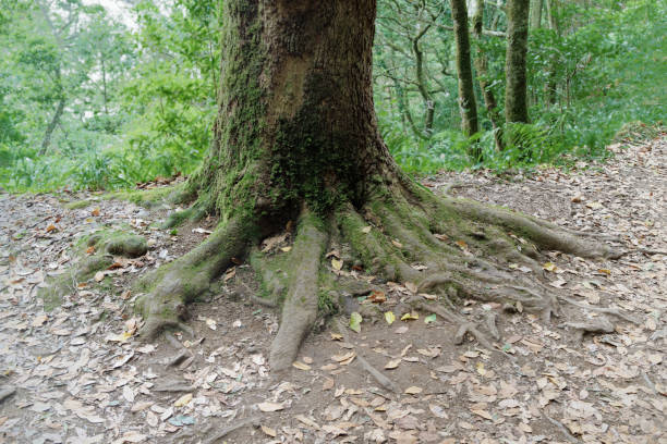 istock Tree trunk with a roots in the earth 1081884214