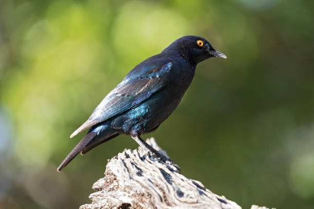 istock Cape glossy starling (Lamprotornis nitens) on a branch in Namibia 1081889172