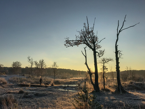 Winter heathland