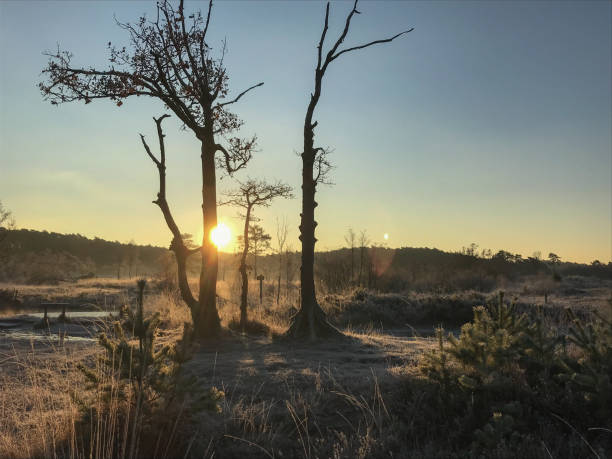 istock Mystic winter wetland 1081892754