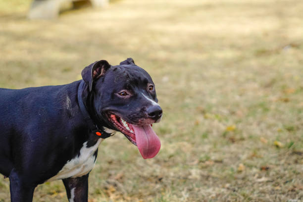 istock Black Pit Bull at the dog park 1081894474