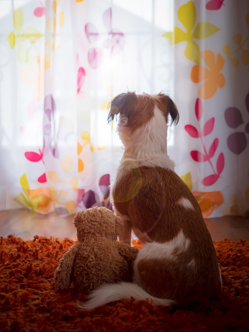 Dog, Pet, Animal, Toy Bear, Carpet, Curtain, Colorful, Light, Sun, Friendship