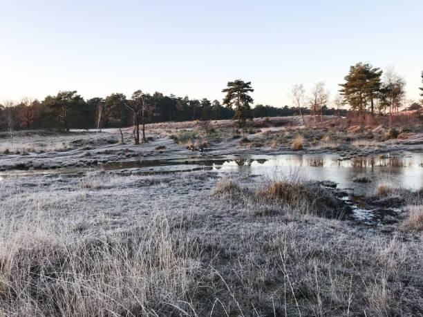 istock Mystic winter wetland 1081900388